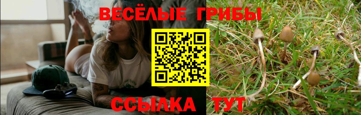 Псилоцибиновые грибы Psilocybe  Вход с VPN  Лесозаводск 